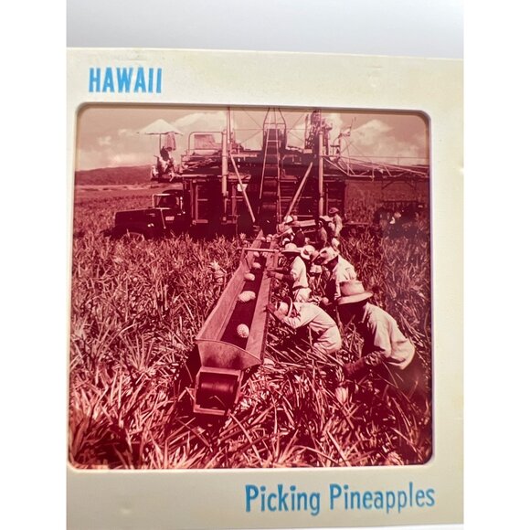 Vintage Pineapple & Sugar Cane Industries GAF Pana-Vue Travel Slides Hawaii - Picture 4 of 11